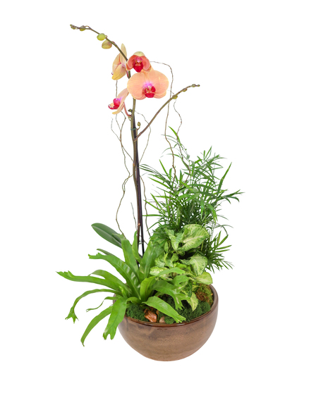 ORCHID GARDEN OASIS