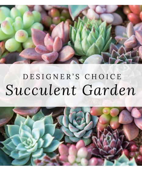 Designer's Choice Succulent Garden