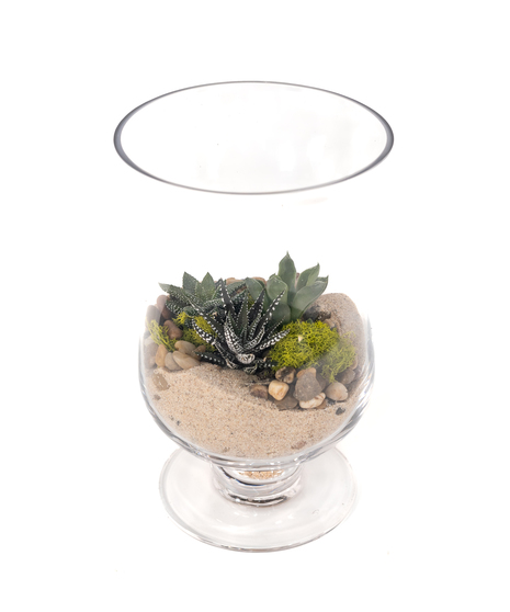 Terrarium Dream