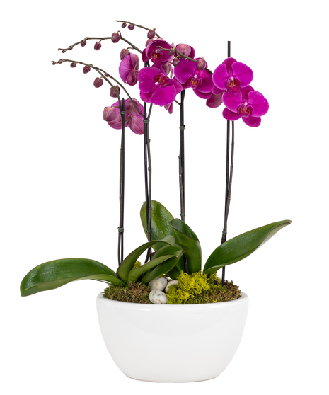 Twilight Blooms Orchid Planter