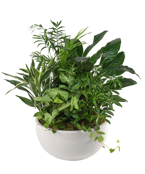 TRANQUIL OASIS DISH GARDEN