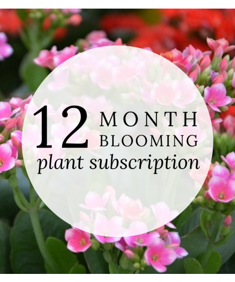 Plant Of The Month | New Plant Each Month!