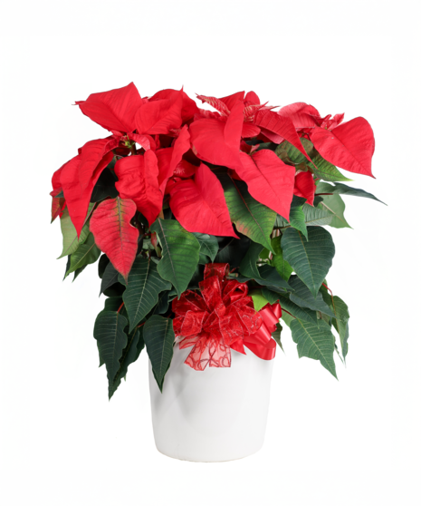 POINSETTIA IN CERAMIC