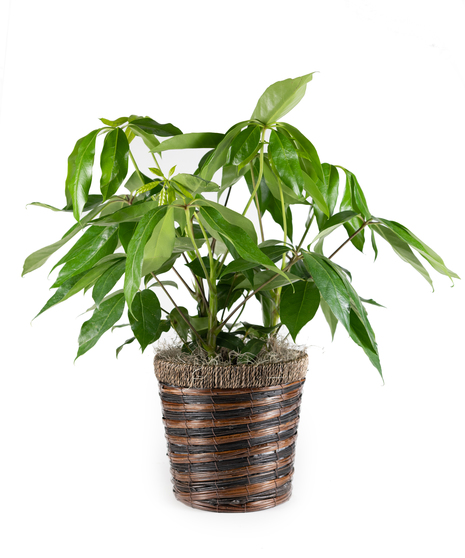 Amate in Basket