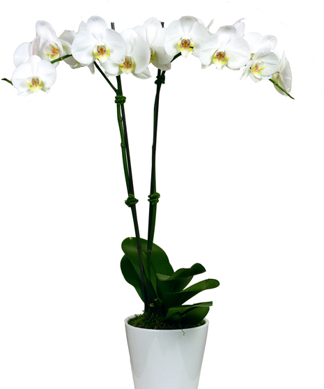 A double stemmed white phalaenopsis orchid plant in a white ceramic container.