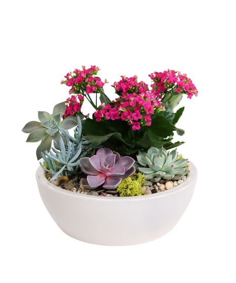 Color Me Happy Succulent Garden
