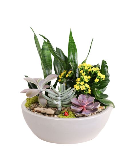 Cute as a Bug Succulent Planter