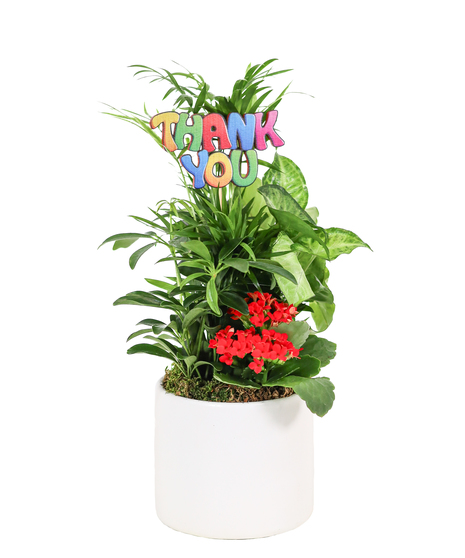 Petite white planter with assorted green plants, a red blooming kalanchoe, and a thank you sign.