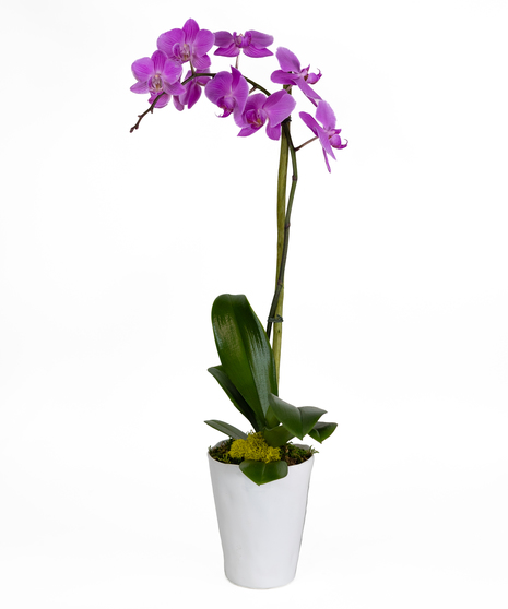 Orchid Plant