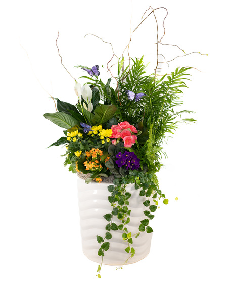 Sympathy Plants