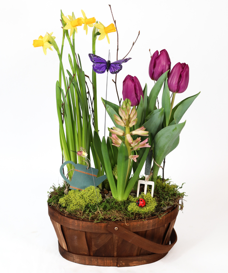 Spring in Bloom - Bulb Garden