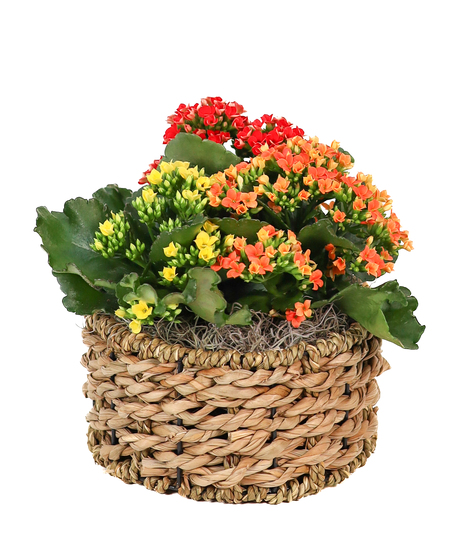 Three blooming kalanchoe plants in assorted colors arranged in a basket. Colors may vary.
