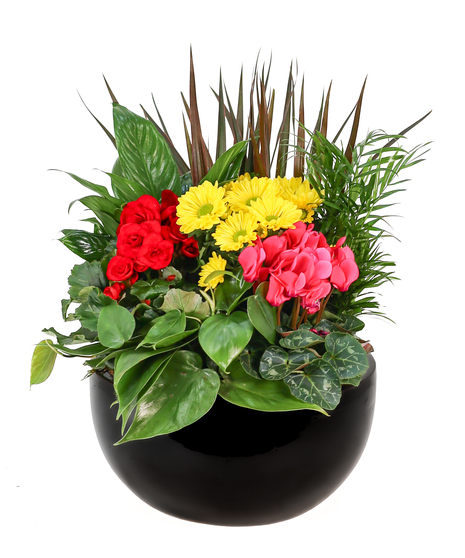 Blooming Plants & Gardens