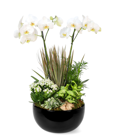 Double-stem white orchid with green plants and white blooms in a black ceramic container. Plant varieties may vary.