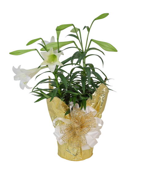 Easter Lily