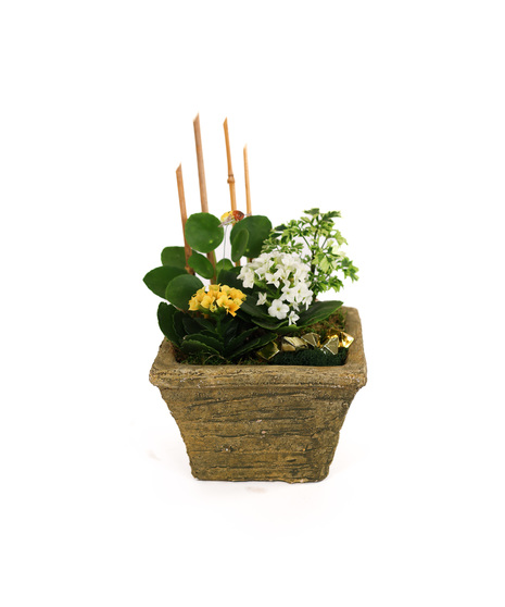 lucky planter for St. Patrick's Day