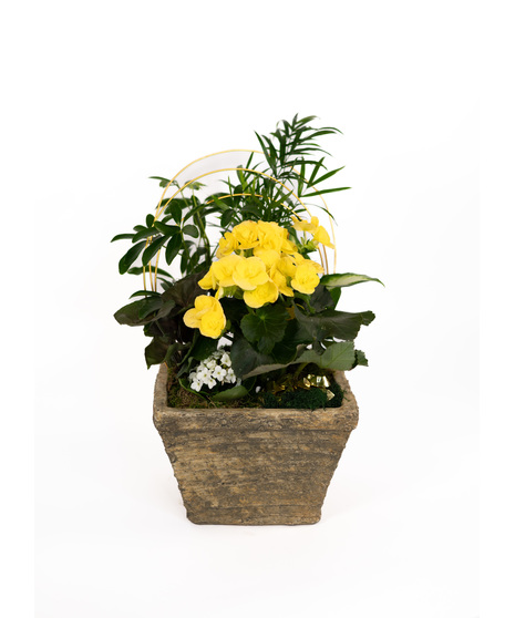 St. Patrick's Day plants