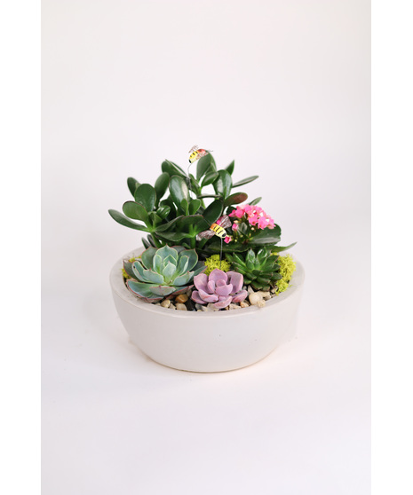 Sweet Bee Succulent Planter