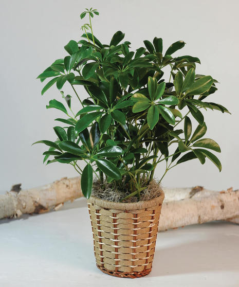 Schefflera Arboricola In Basket