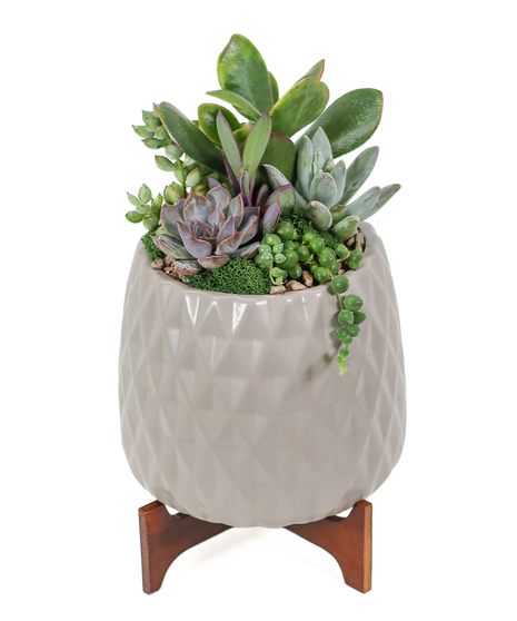 Lush succulents of varying sizes and types, arranged in a grey ceramic container placed on wooden feet.