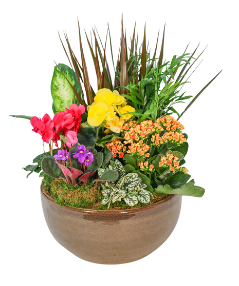 Colorful mixed blooming planter with pink cyclamen, yellow begonia, orange kalanchoe, purple African violet, and lush foliage in a brown ceramic container.