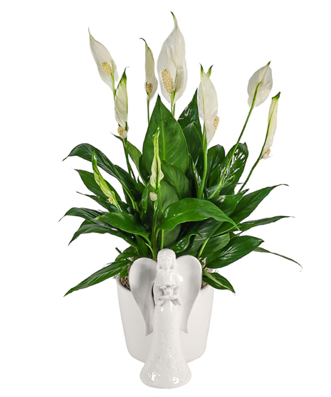 Peace lily plant with white blooms and glossy green leaves in a white pot featuring a ceramic angel figure.