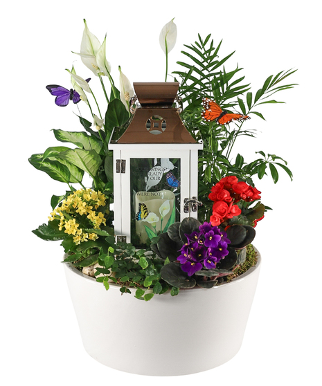 Sympathy dish garden with peace lilies, yellow and red kalanchoe, purple violet, and lush greenery with butterflies around a white memorial lantern with bronze top.