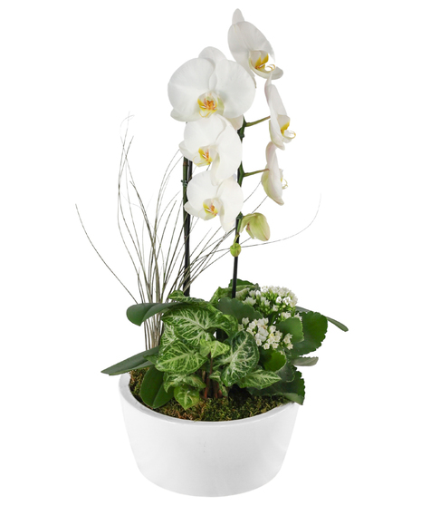 White phalaenopsis orchid with mixed green plants and white blooms in a round white ceramic planter.