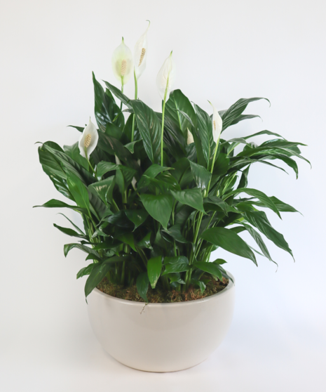 Peaceful Wishes Planter