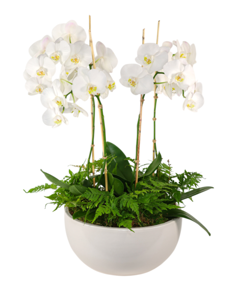 White phalaenopsis orchid plant with multiple blooms and fern greenery in a low white ceramic bowl planter.