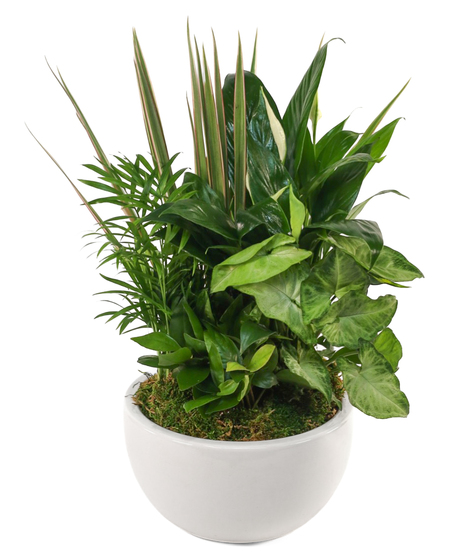 Assorted green houseplants with dracaena, peace lily, and syngonium foliage in a round white ceramic planter.