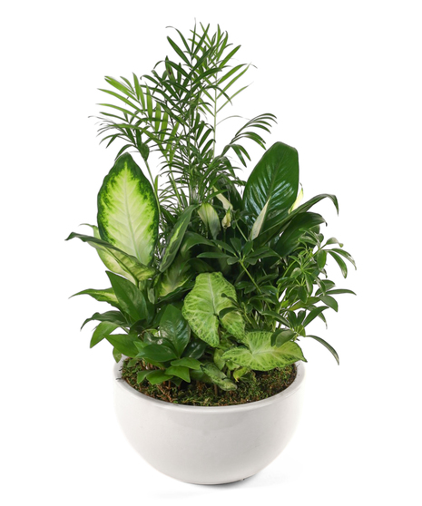 Mixed green plant garden with palm, peace lily, and syngonium foliage in a round white ceramic planter.