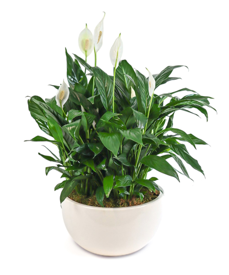 Green Plants & Gardens