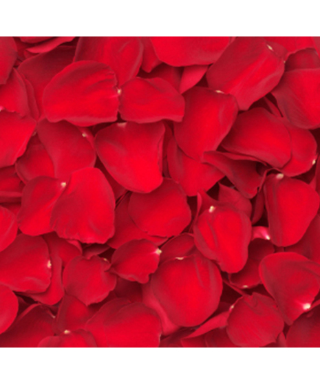 Red Rose Petals