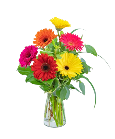 A bouquet of colorful gerbera daisies and green foliage in a clear vase