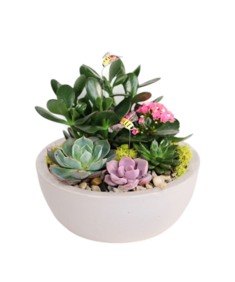 SWEET BEE  SUCCULENT PLANTER