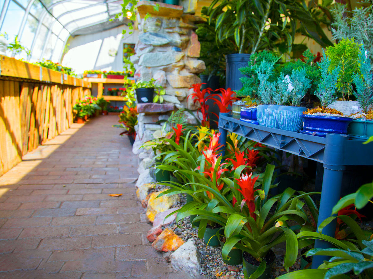 Outdoor flowers and plants on display in our spacious greenhouse
